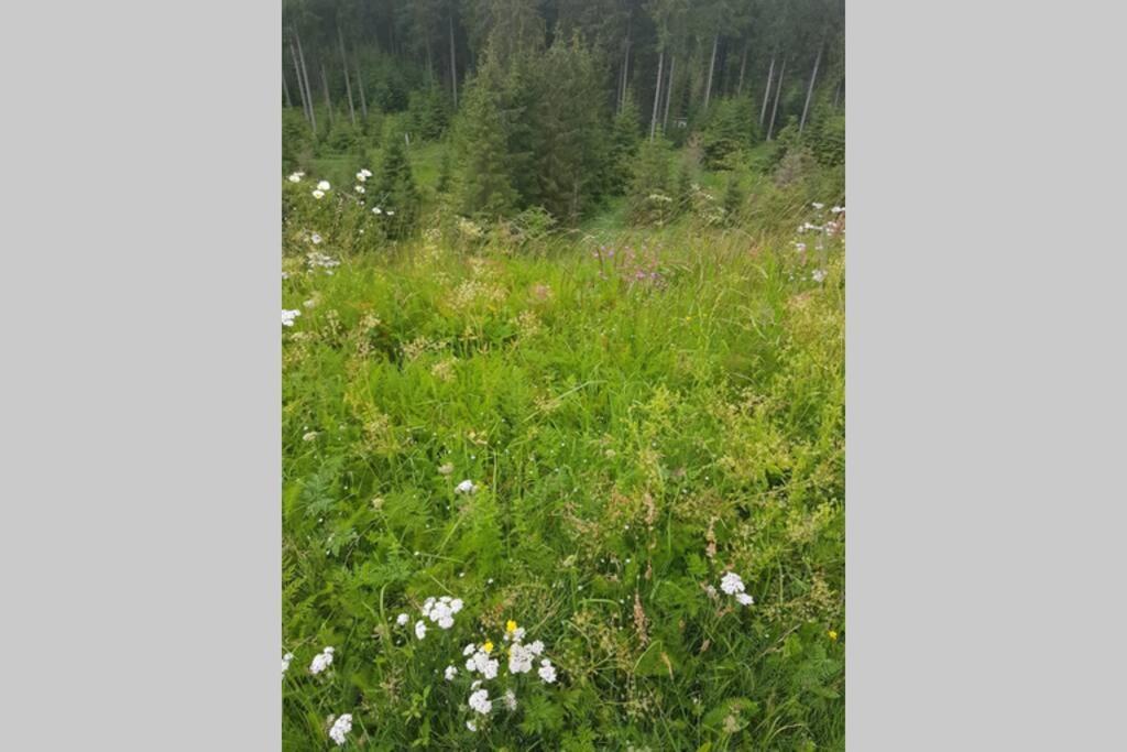 Altenauer Waldfrische Altenau  Exteriör bild